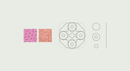 Dermabon - Visual System Development